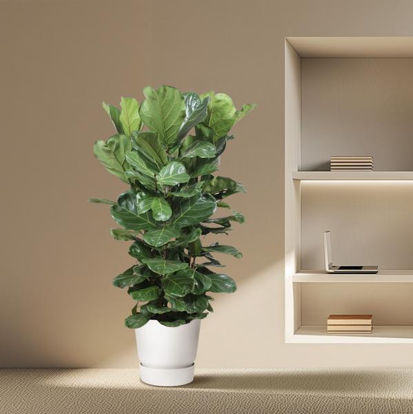 Ficus Lyrata struik XL - ↕180 cm - ø45