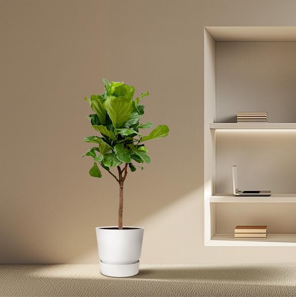 Ficus Lyrata boom - ↕170cm - ⌀30