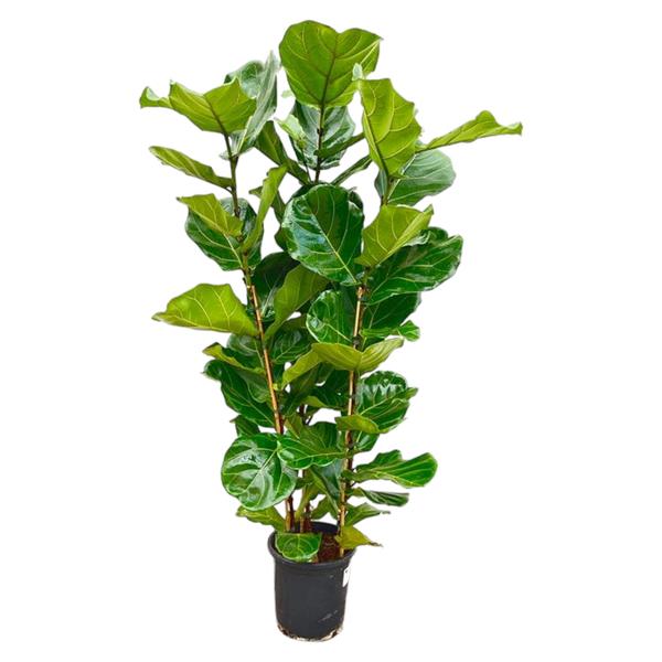 Ficus Lyrata struik - ↕170 cm - Ø30
