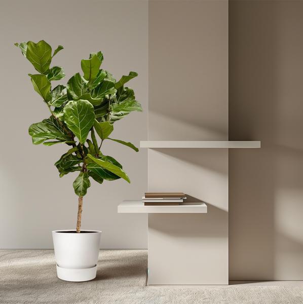 Ficus Lyrata stam - ↕160 cm - Ø27