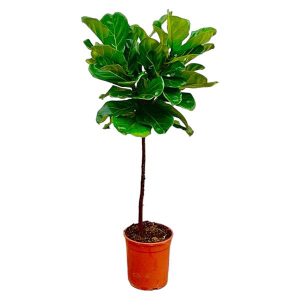 Ficus Lyrata stam - ↕130 cm - ø24