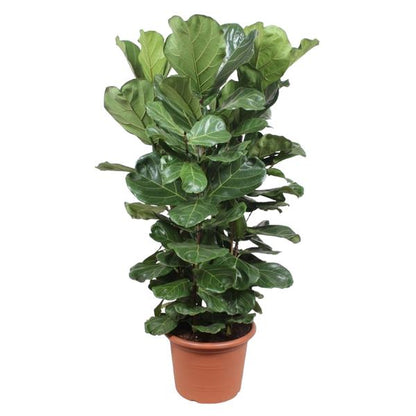 Ficus Lyrata struik XL - ↕180 cm - ø45