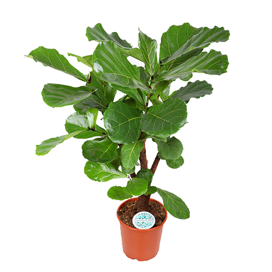 Ficus Lyrata (vertakt) - Ø24cm - ↕110cm