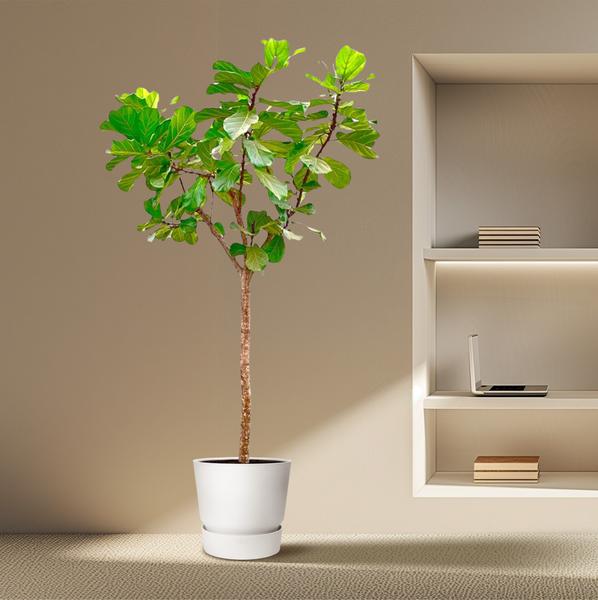 Ficus Lyrata boom XXXL - ↕300cm - ø55