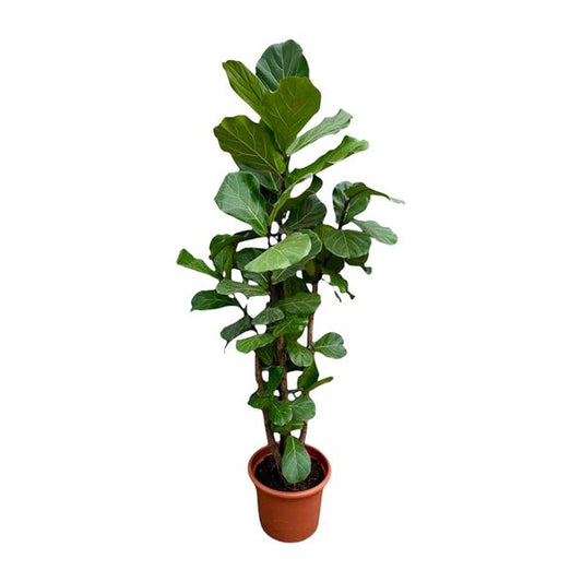 Ficus Lyrata vertakt XXL - ↕230cm - ø40