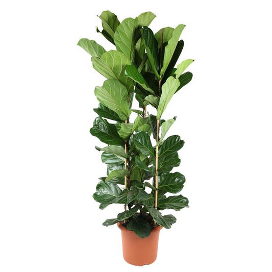 Ficus Lyrata struik - ↕240 cm - ø40