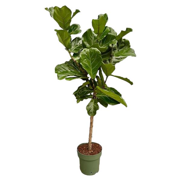 Ficus Lyrata stam - ↕160 cm - Ø27