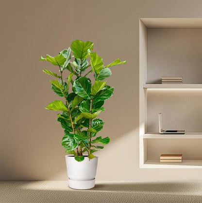 Ficus Lyrata struik - ↕170 cm - Ø30