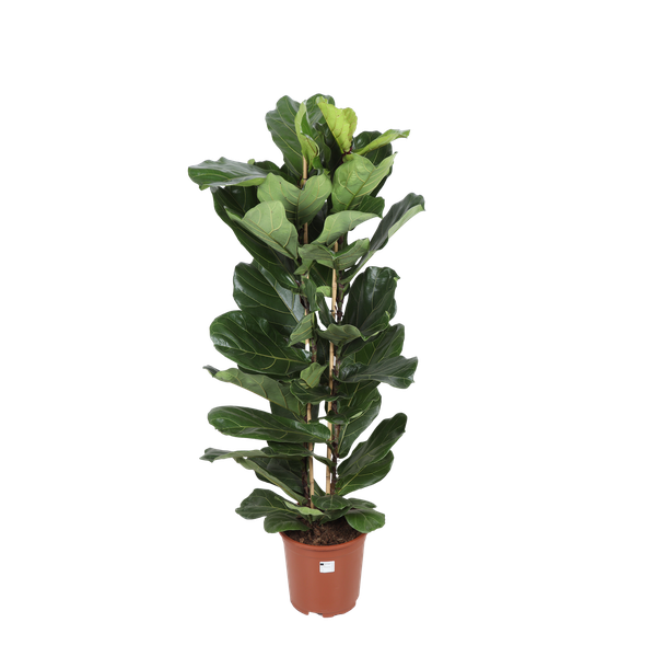 Ficus Lyrata - Ø27cm - ↕140cm