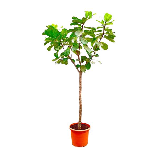 Ficus Lyrata boom XXXL - ↕300cm - ø55