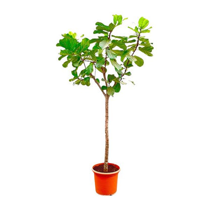 Ficus Lyrata boom XXXL - ↕300cm - ø55