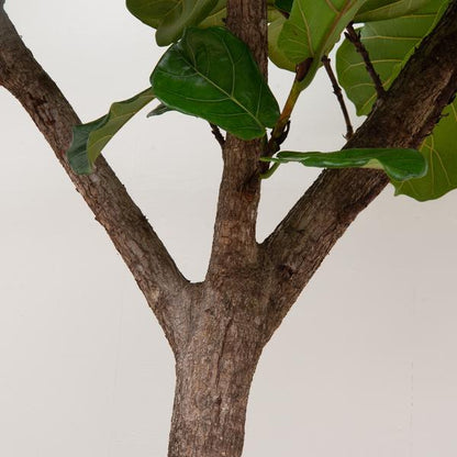 Ficus Lyrata boom XXXL - ↕300cm - ø55