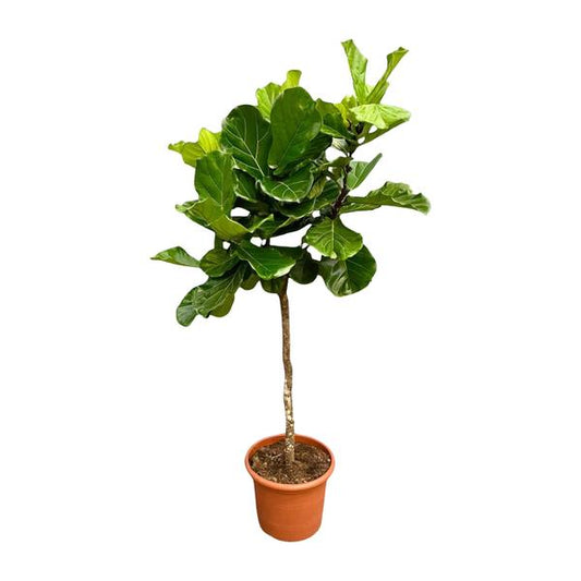 Ficus Lyrata boom XXL - ↕210 cm - ø40