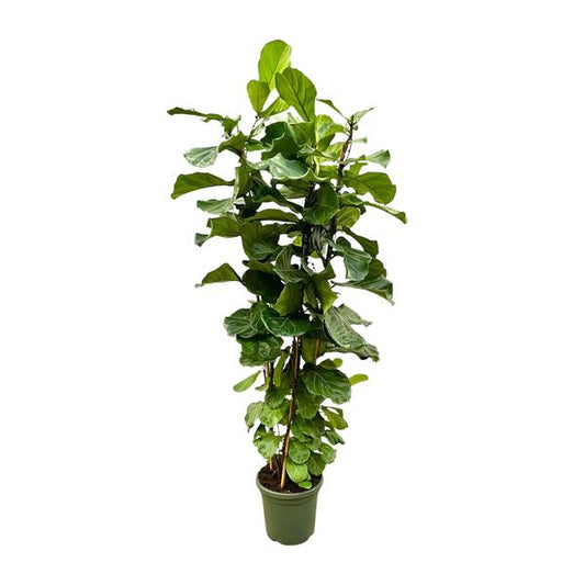 Ficus Lyrata struik XL - ↕200cm - ø40