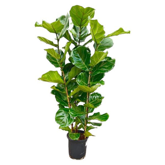 Ficus Lyrata struik - ↕170 cm - Ø30