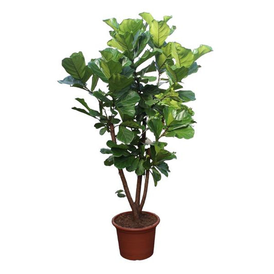 Ficus Lyrata vertakt - ↕240 cm - ø50