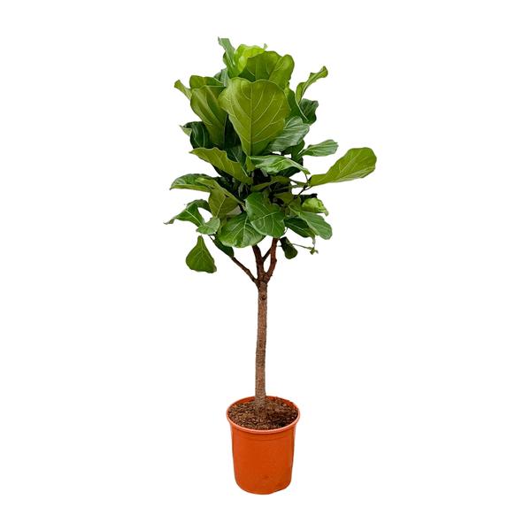 Ficus Lyrata boom - ↕170cm - ⌀30