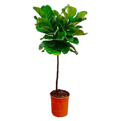Ficus Lyrata stam - ↕130 cm - ø24
