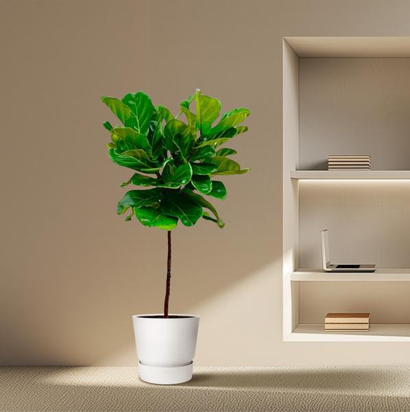 Ficus Lyrata stam - ↕130 cm - ø24