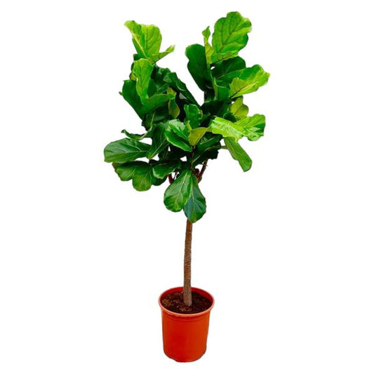 Ficus Lyrata boom - ↕160 cm - ø30