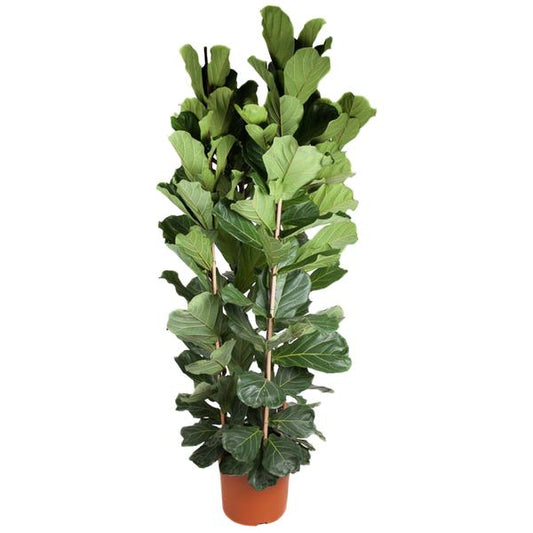 Ficus Lyrata struik - ↕250 cm - ø48